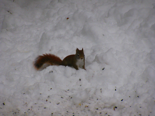 canada christmas 2009 red squirrel